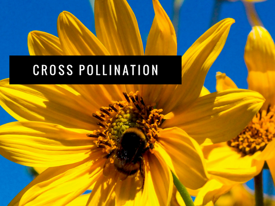 Cross Pollination